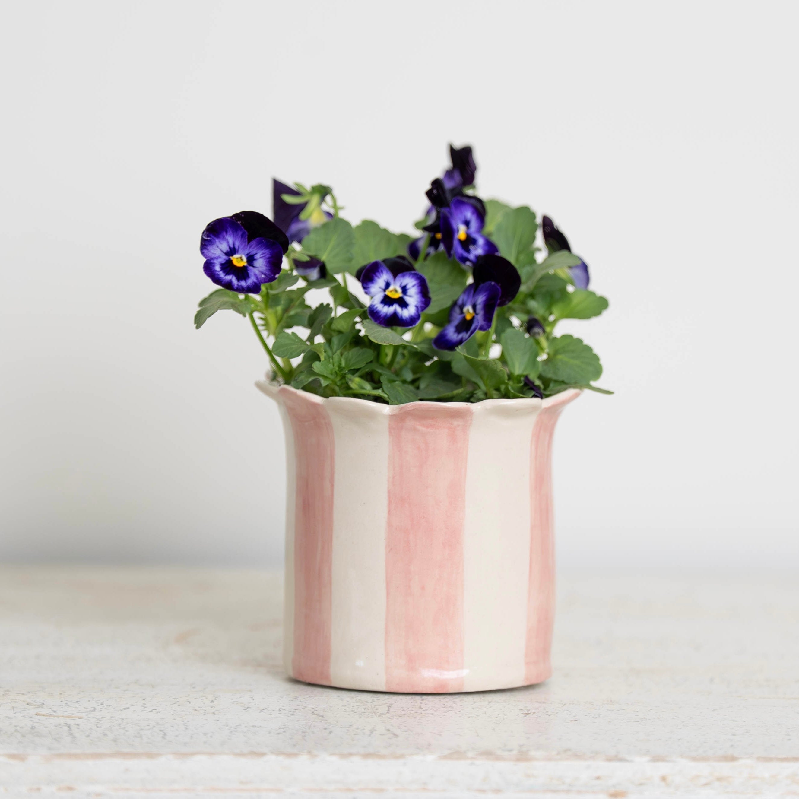 Pink Daisy Scalloped Planter